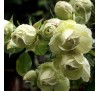 Роза Лавли Грин (Lovely Green)